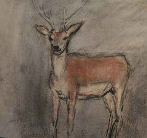 new deer, charcoal on paper 19 x 29 